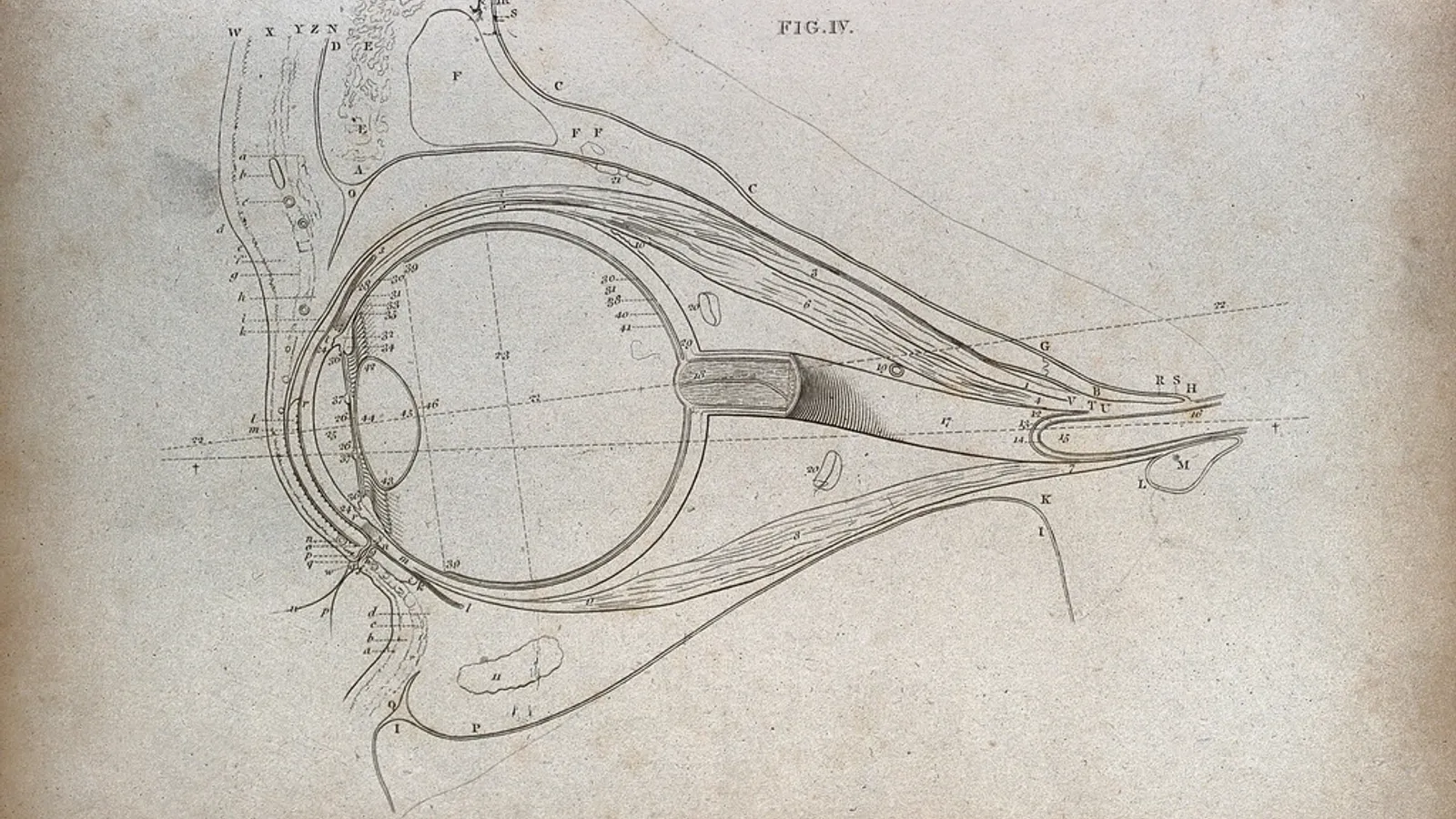 An old engraving of the human eye, drawn in cross-section
